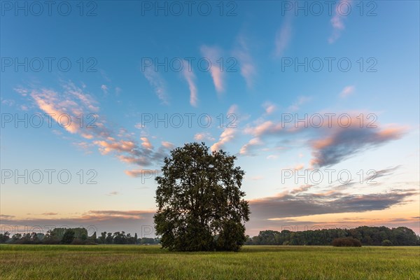 Large solitary oak tree in a meadow at dusk. Alsace