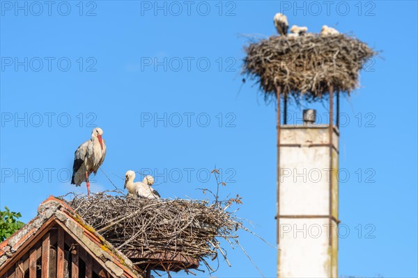 White stork whith chicks on the nest in a village in spring at morning. Alsace