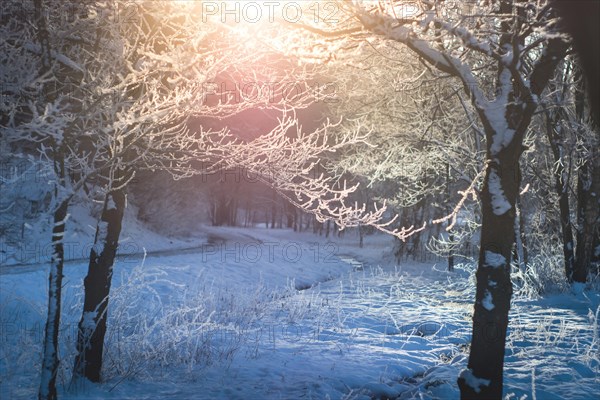 Trees full of hoarfrost on sunrise