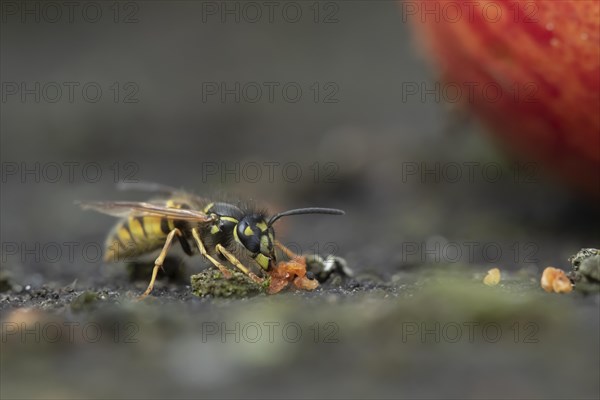 Common wasp