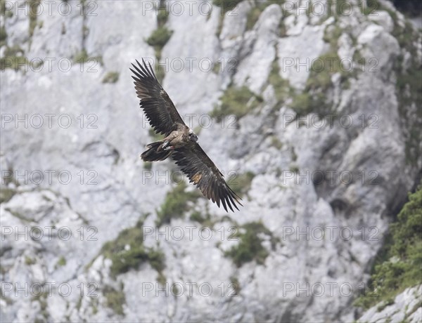 Juvenile bearded vulture