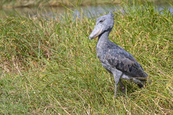 Shoebill