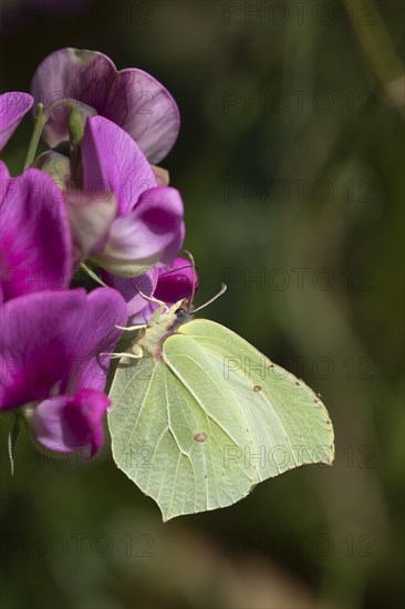 Common brimstone