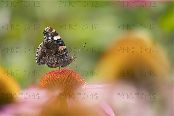 Red admiral