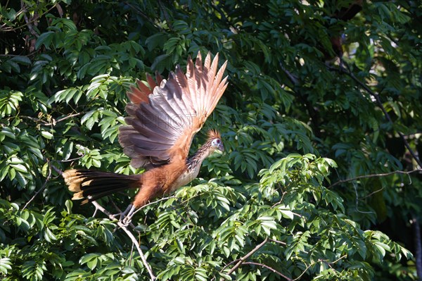 Hoatzin