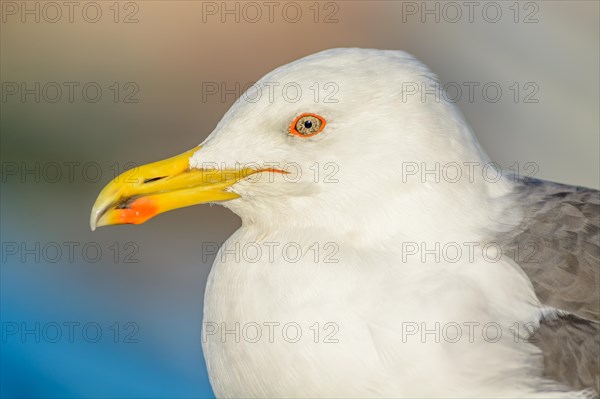 Portrait of a yellow-legged gull