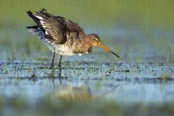 Black-tailed Godwit