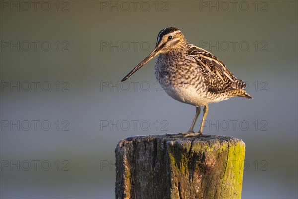 Common Snipe