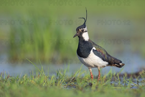 Northern lapwing