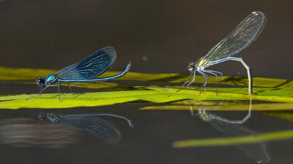 Banded demoiselle