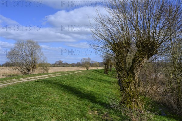 Pollarded willows on the shore of Lake Duemmer