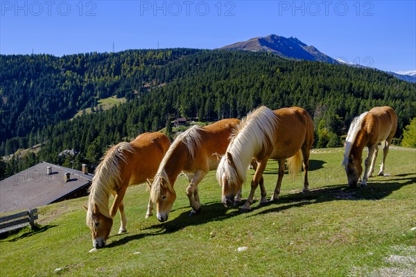 Haflinger