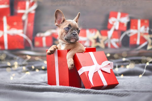 Cute French Bulldog dog puppy peeking out of red Christmas gift box with ribbon surrounded by seasonal decoration