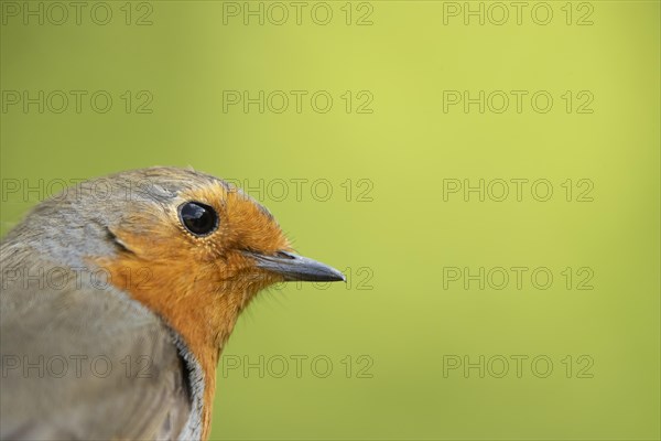 European robin