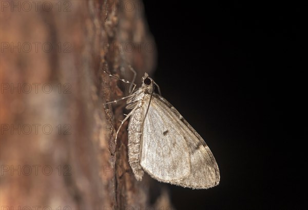 Winter moth