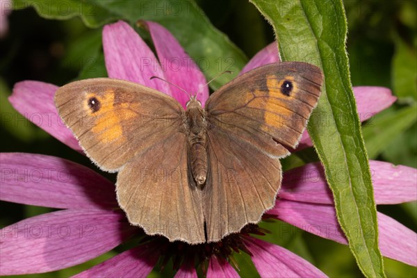 Large bull's eye butterfly with open wings sitting on red flower from behind