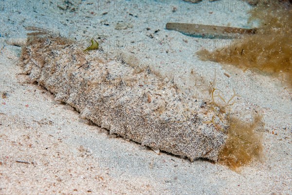 Sea cucumber Sea cucumber