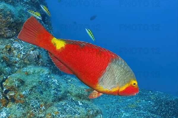 Female mediterranean parrotfish