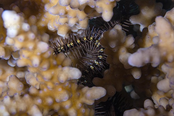 Brittle star in stone coral