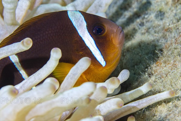 Red sea clownfish