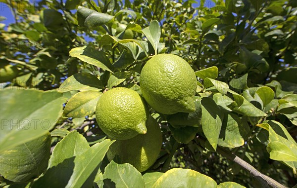 Lemons on the tree