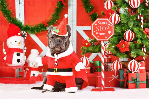 Funny French Bulldog wearing Santa Claus dog costume next to seasonal decorations with Christmas tree