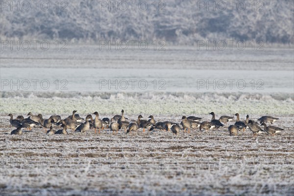 Bean Geese