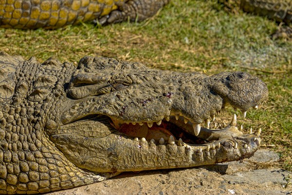 Nile crocodile