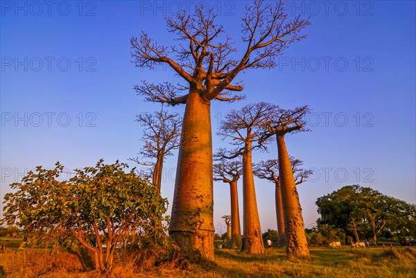 Avenue de Baobabs at sunset near Morondavia