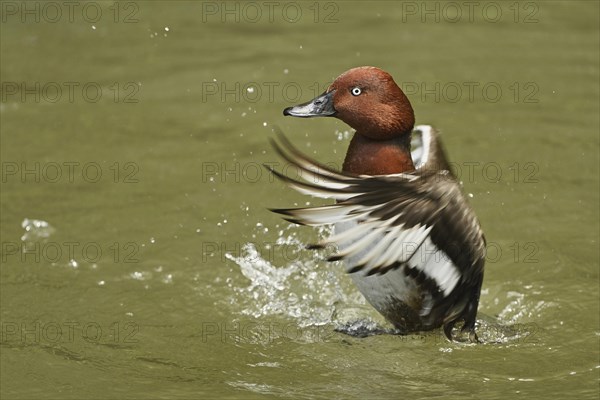 White-eye pochard