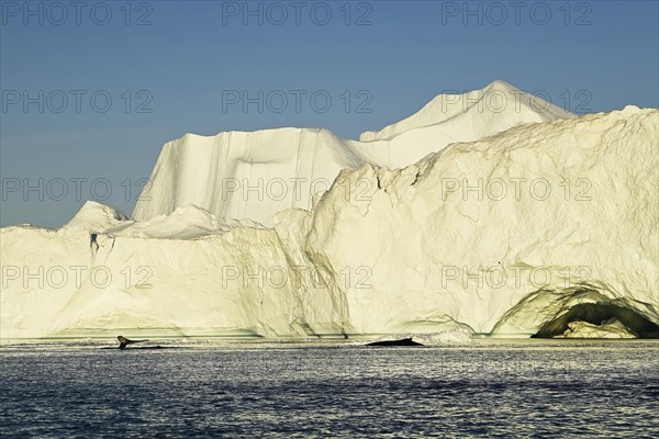 Two humpback whales