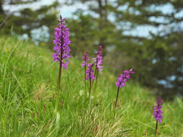 Early purple orchid