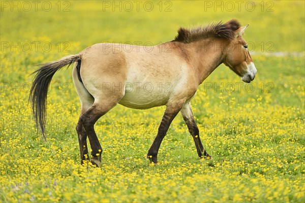 Przewalski's horse