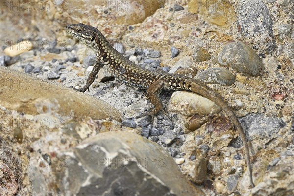 Iberian rock lizard