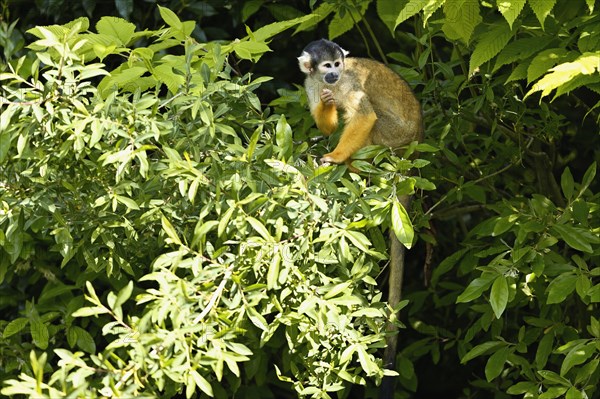 Black-capped squirrel monkey