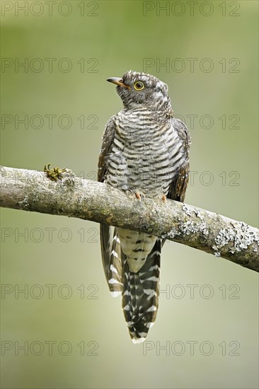 Common cuckoo