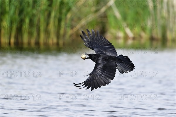 Carrion crow