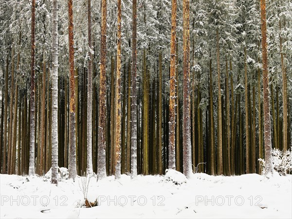 Dead spruce