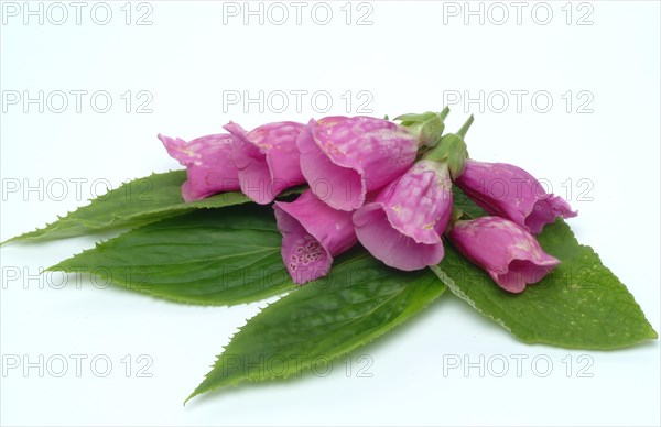 Common foxglove