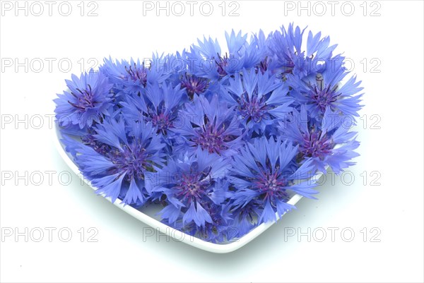 Cornflower