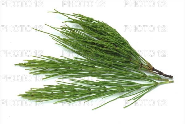 Field horsetail