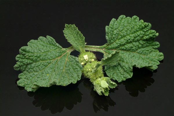 White horehound