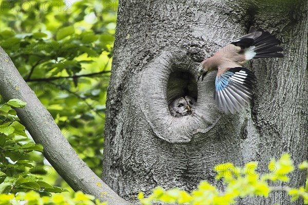 Eurasian jay