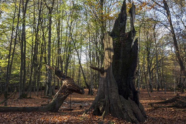 Dead trunk of an old beech in autumn forest