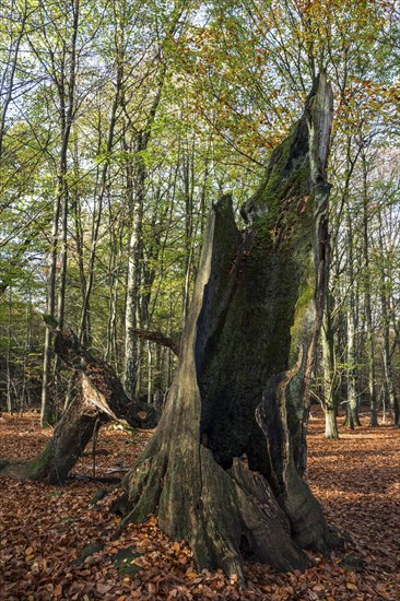 Dead trunk of an old beech in autumn forest