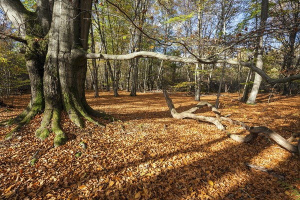 Beech trees in autumn forest