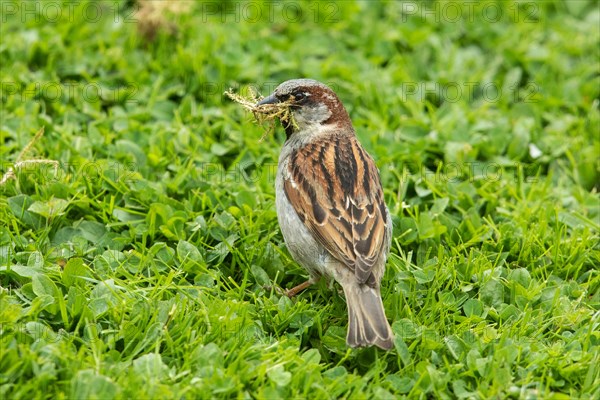 House Sparrow Old bird with nesting material in beak standing in green grass seen from the back left