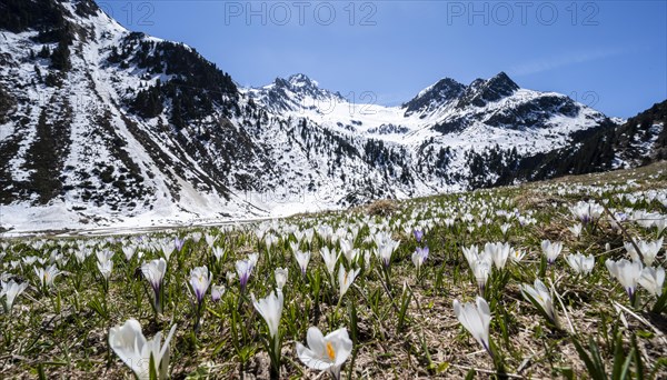 Meadow full of white and purple crocuses