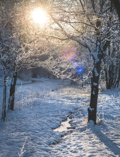 Trees full of hoarfrost on sunrise