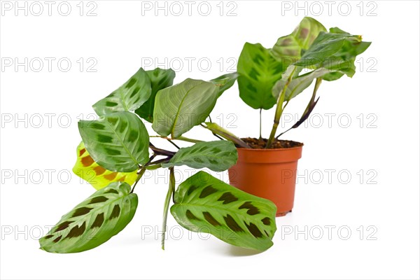 Side view of exotic Maranta Leuconeura Kerchoveana houseplant in flower pot isolated on white background